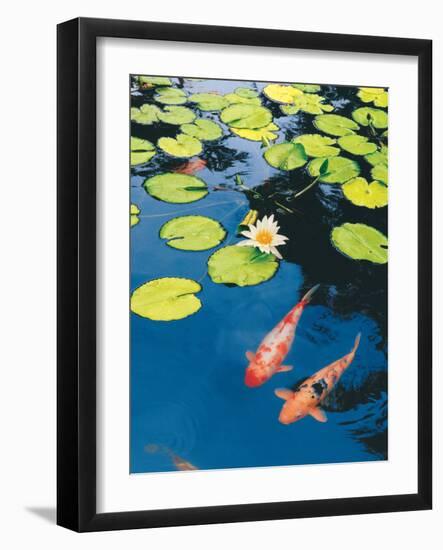 Koi Pond II-Maureen Love-Framed Premium Photographic Print