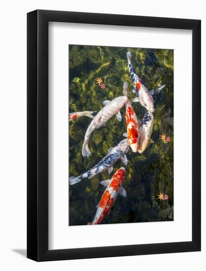 Koi Pond in Nagoya, Japan.-SeanPavonePhoto-Framed Photographic Print