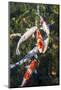 Koi Pond in Nagoya, Japan.-SeanPavonePhoto-Mounted Photographic Print