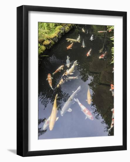 Koi pond, Portland Japanese Garden, Oregon.-William Sutton-Framed Photographic Print