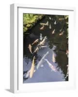 Koi pond, Portland Japanese Garden, Oregon.-William Sutton-Framed Photographic Print