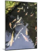 Koi pond, Portland Japanese Garden, Oregon.-William Sutton-Mounted Photographic Print