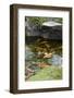 Koi Pond-dosecreative-Framed Photographic Print