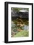 Koi Pond-dosecreative-Framed Photographic Print