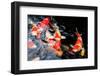 Koi Pond-HBphotoart-Framed Photographic Print