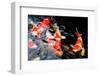 Koi Pond-HBphotoart-Framed Photographic Print