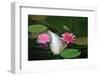 Koi Pond-fenkep-Framed Photographic Print