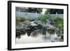 Koi Pond...-ladylike4-Framed Photographic Print