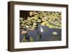 Koi Pond-songbird839-Framed Photographic Print