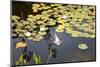 Koi Pond-songbird839-Mounted Photographic Print