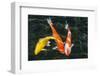 Koi, Valley of the Temples, Kaneohe, Oahu, Hawaii-Michael DeFreitas-Framed Photographic Print