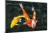 Koi, Valley of the Temples, Kaneohe, Oahu, Hawaii-Michael DeFreitas-Mounted Photographic Print