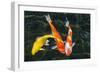 Koi, Valley of the Temples, Kaneohe, Oahu, Hawaii-Michael DeFreitas-Framed Photographic Print
