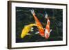 Koi, Valley of the Temples, Kaneohe, Oahu, Hawaii-Michael DeFreitas-Framed Photographic Print