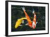 Koi, Valley of the Temples, Kaneohe, Oahu, Hawaii-Michael DeFreitas-Framed Photographic Print