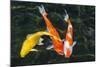 Koi, Valley of the Temples, Kaneohe, Oahu, Hawaii-Michael DeFreitas-Mounted Photographic Print