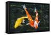 Koi, Valley of the Temples, Kaneohe, Oahu, Hawaii-Michael DeFreitas-Framed Stretched Canvas