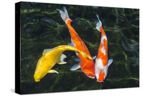 Koi, Valley of the Temples, Kaneohe, Oahu, Hawaii-Michael DeFreitas-Stretched Canvas