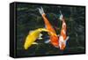 Koi, Valley of the Temples, Kaneohe, Oahu, Hawaii-Michael DeFreitas-Framed Stretched Canvas