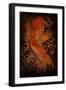 Koi-Clark North-Framed Art Print