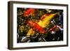 Koi-Steven Boone-Framed Photographic Print