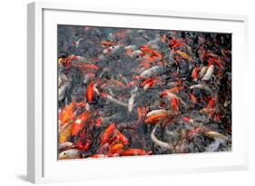 Koi-schoolgirl-Framed Photographic Print