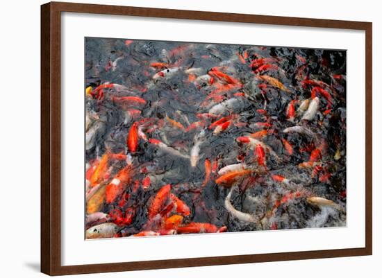 Koi-schoolgirl-Framed Photographic Print