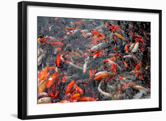 Koi-schoolgirl-Framed Photographic Print