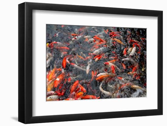 Koi-schoolgirl-Framed Photographic Print