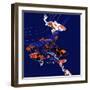 Koi-Anna Platts-Framed Giclee Print