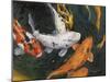 Koi-Stephen Stavast-Mounted Giclee Print