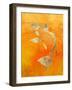 Koi-null-Framed Premium Giclee Print