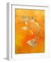 Koi-null-Framed Premium Giclee Print