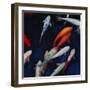 Koi-Dan Meneely-Framed Art Print