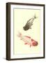 Koi-null-Framed Art Print