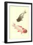 Koi-null-Framed Art Print