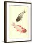 Koi-null-Framed Art Print