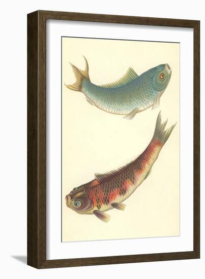 Koi-null-Framed Art Print