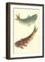 Koi-null-Framed Art Print