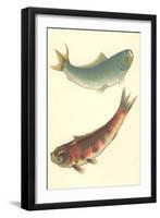 Koi-null-Framed Art Print