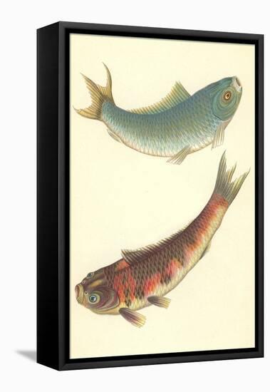 Koi-null-Framed Stretched Canvas