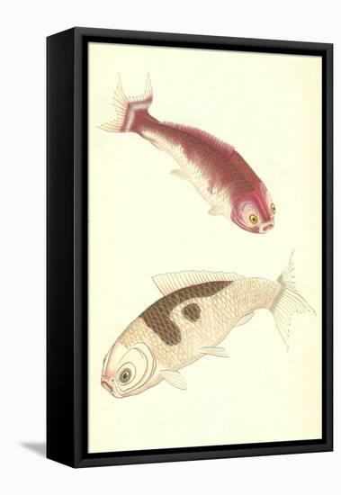 Koi-null-Framed Stretched Canvas