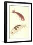 Koi-null-Framed Art Print