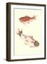 Koi-null-Framed Art Print