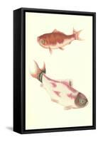 Koi-null-Framed Stretched Canvas