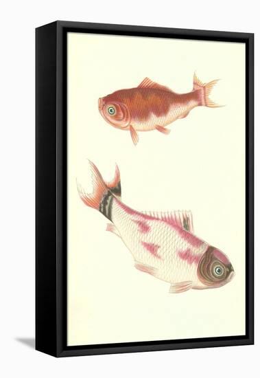 Koi-null-Framed Stretched Canvas