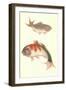 Koi-null-Framed Art Print