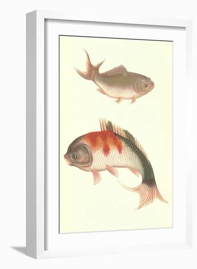 Koi-null-Framed Art Print