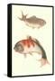 Koi-null-Framed Stretched Canvas