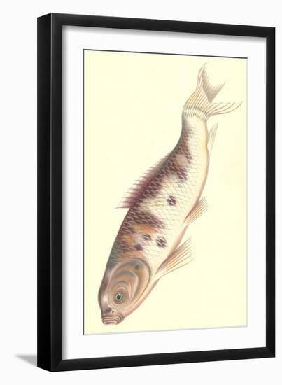 Koi-null-Framed Art Print